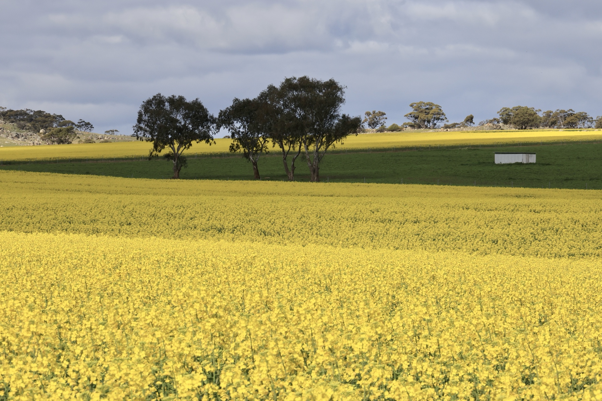Canola fields with trees in York