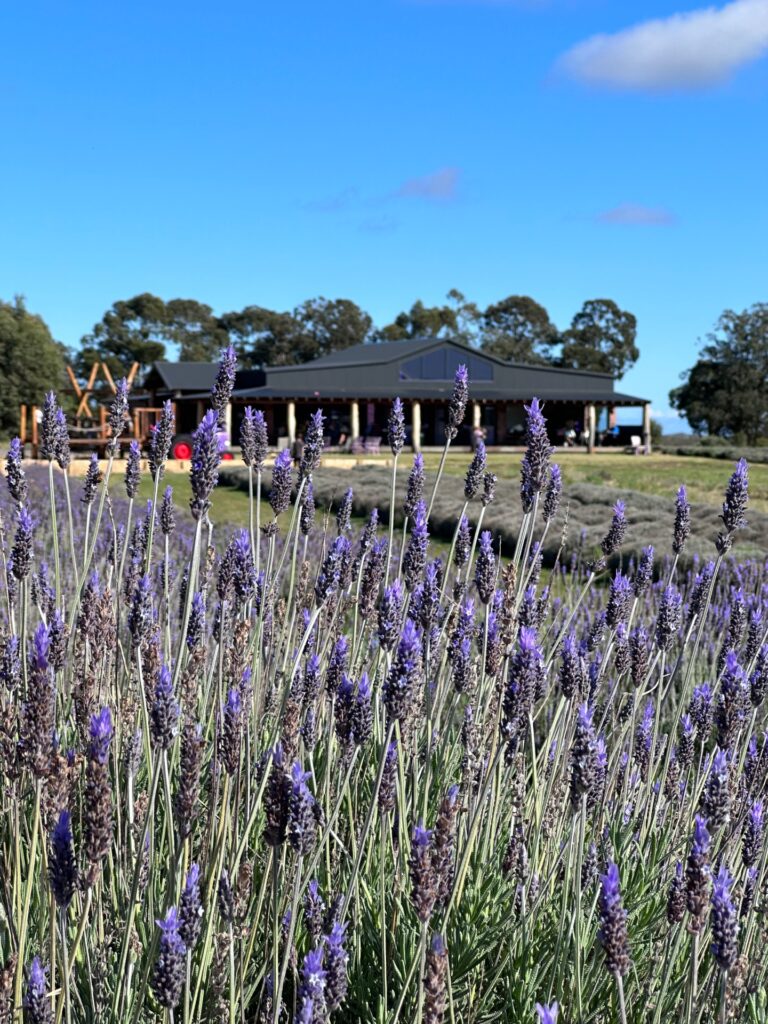 Lavender Estate, Yanchep: What to Expect on a Family Day Trip (Even in Winter)