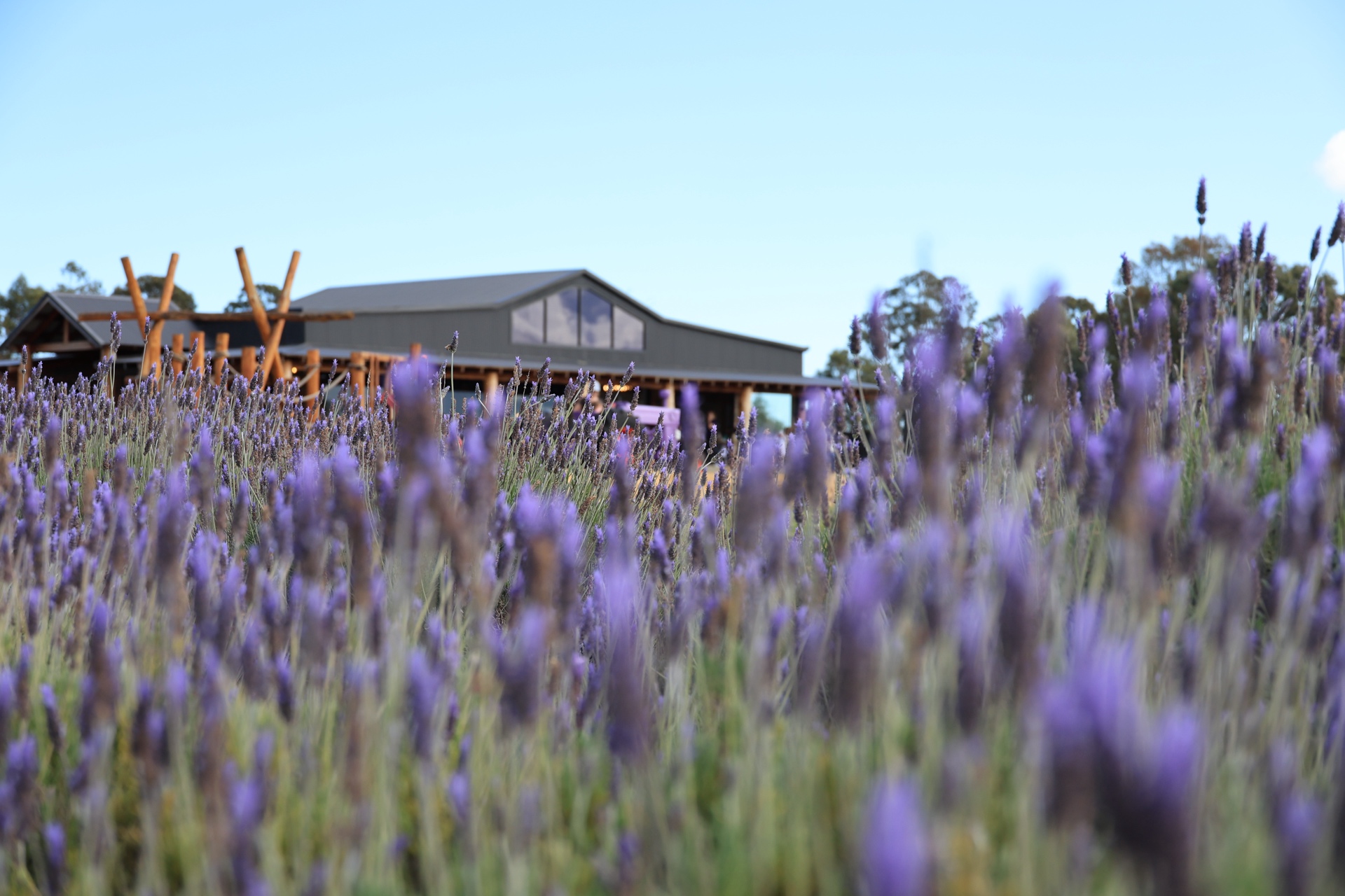 Blurred lavender in the foreground with the cafe building in the background