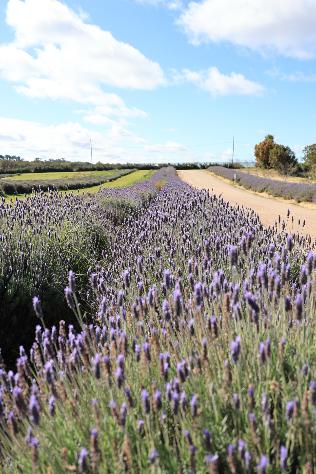 Dirt road stretching through the lavender fields at Lavender Estate Yanchep