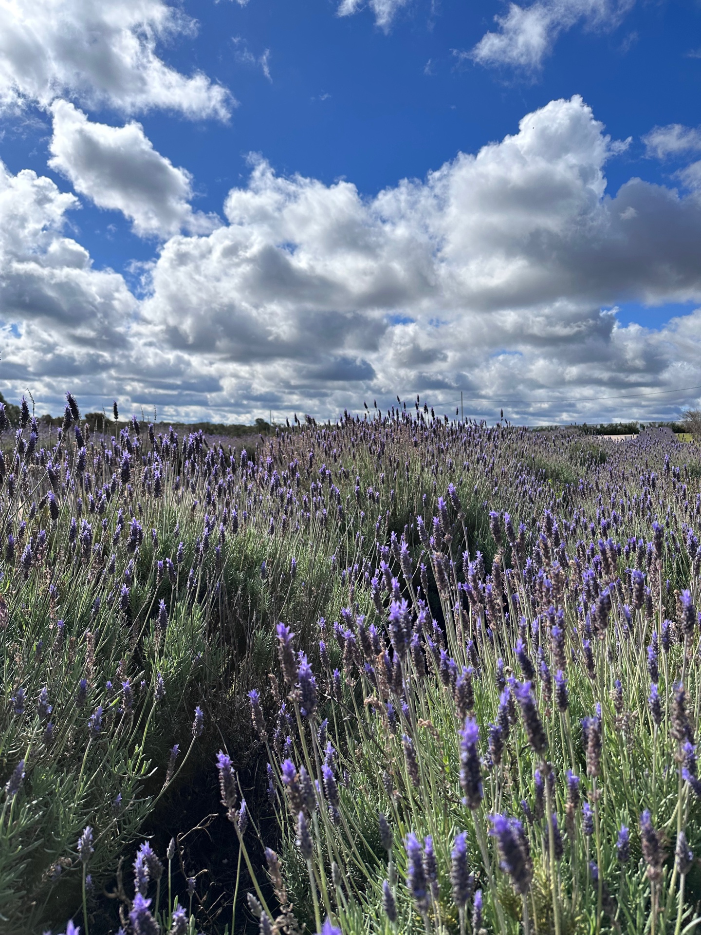Expansive view of the lavender fields under a cloudy blue sky