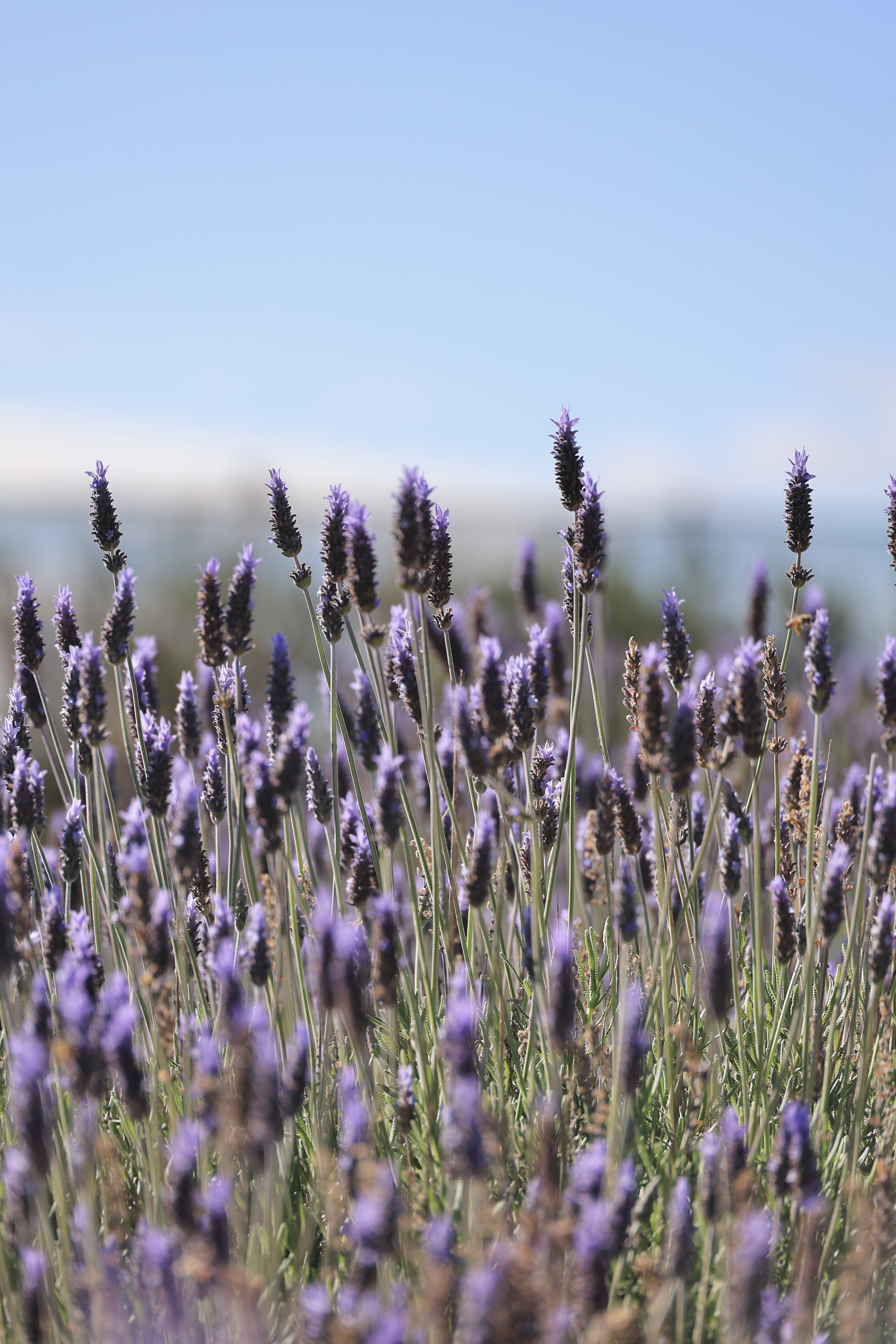 Close up shot of purple lavender blooms at Lavender Estate Yanchep