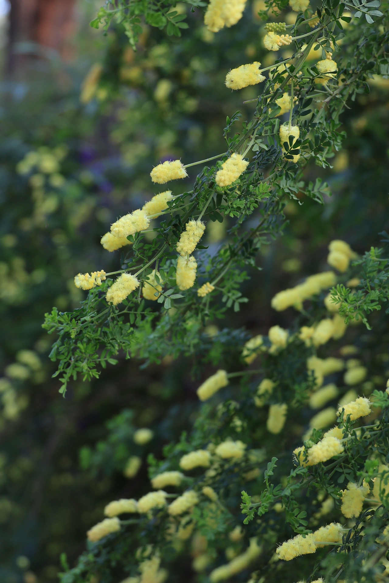Acacia with cylindrical yellow flower spikes in the Western Australian Botanic Garden