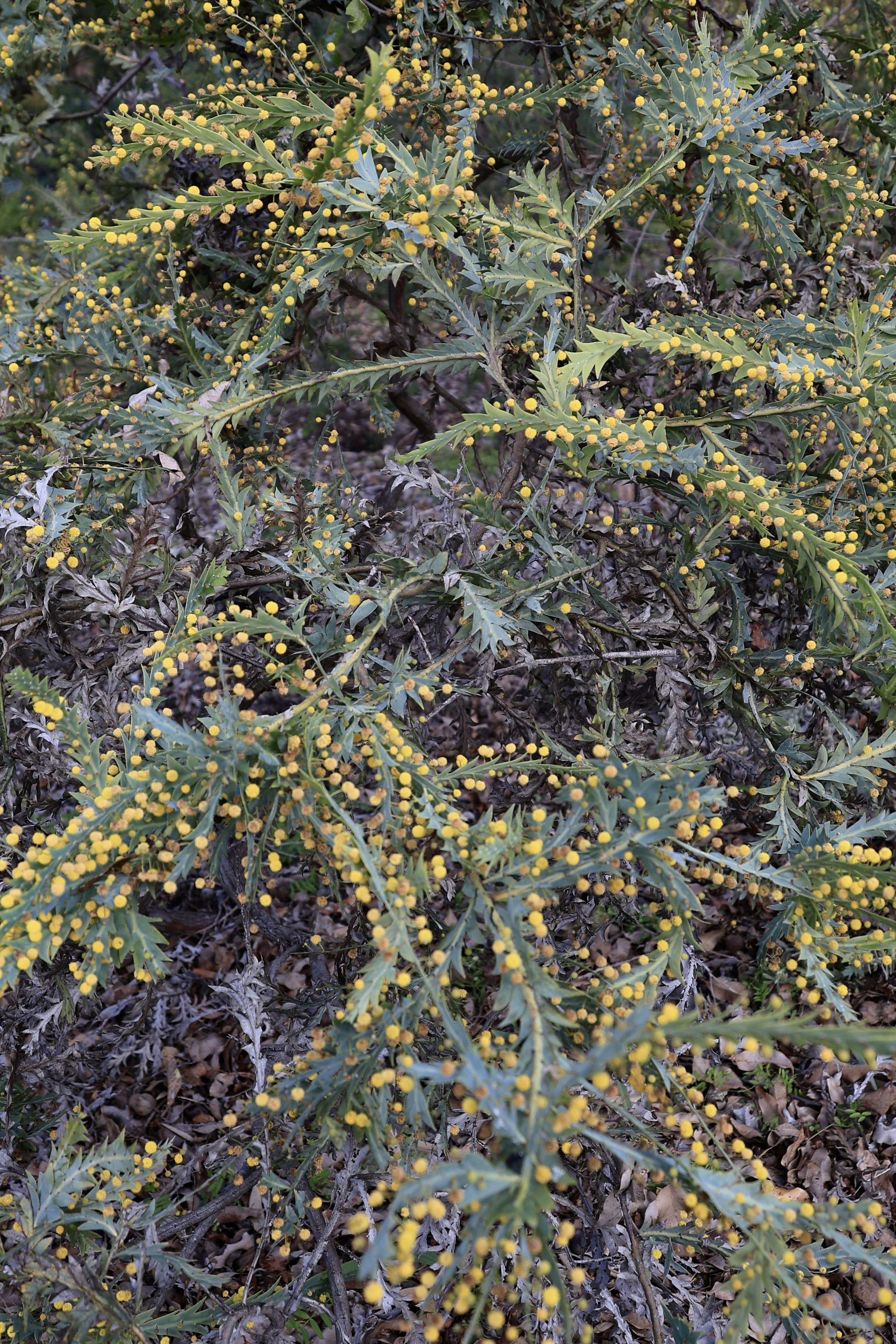 Silver-leafed wattle with yellow round buds at the Western Australian Botanic Garden
