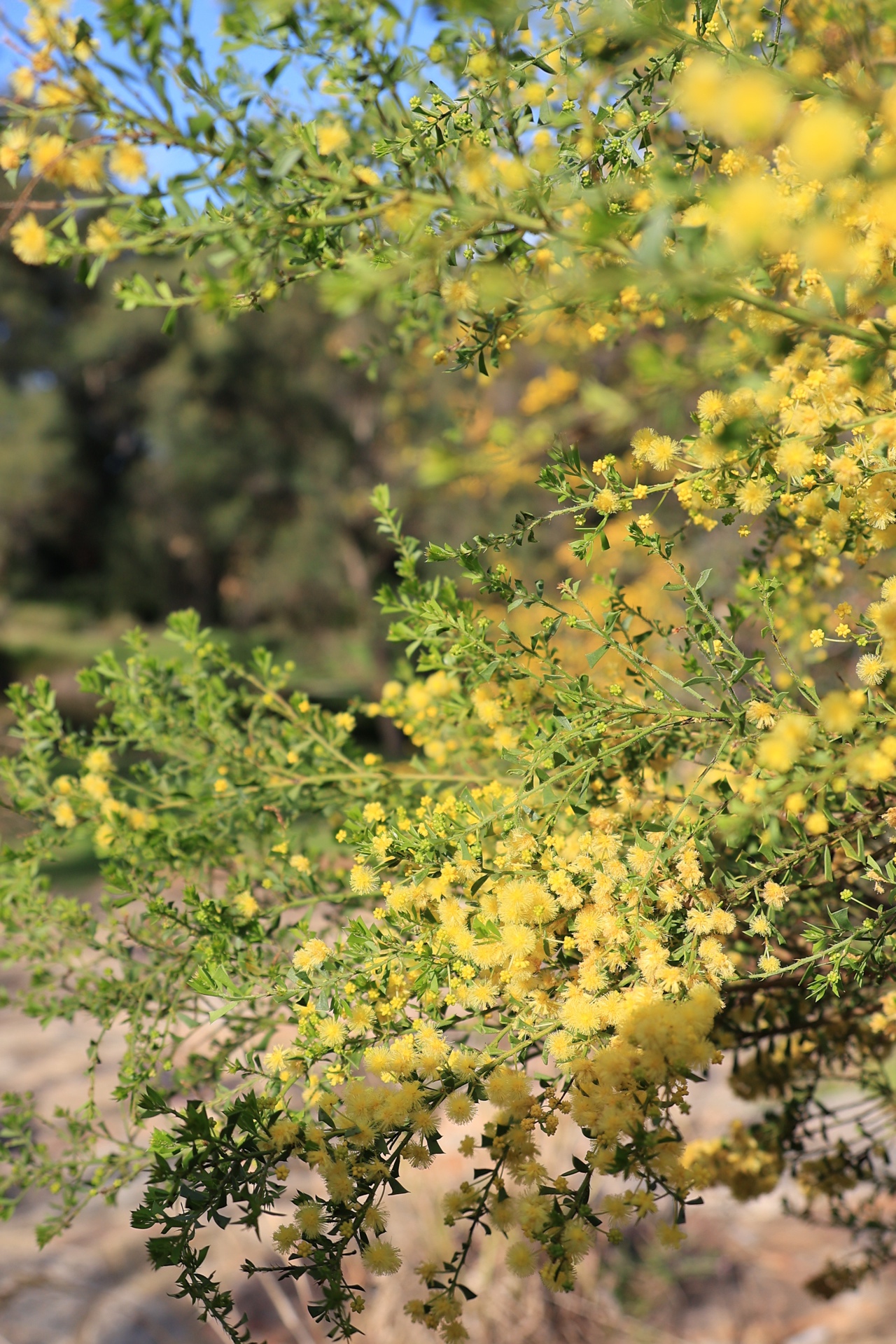 Yellow wattle (Acacia) flowers in bloom at the Western Australian Botanic Garden, Kings Park, Perth