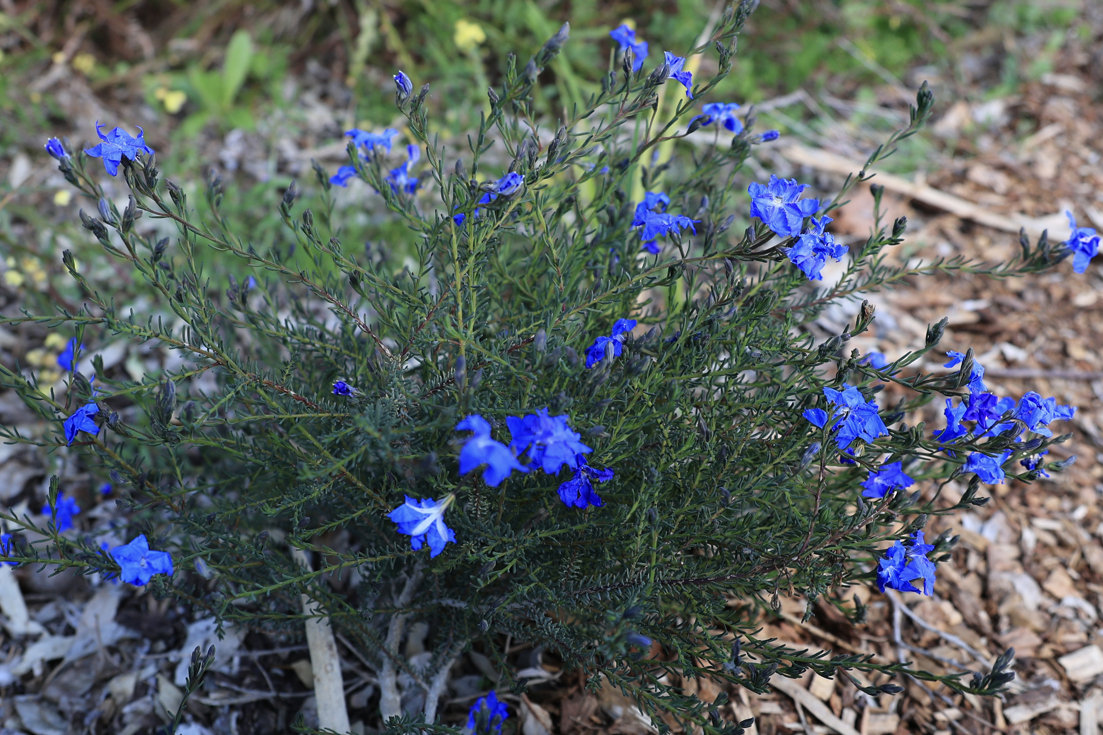 Bright blue Lechenaultia biloba wildflower growing in the Western Australian Botanic Garden