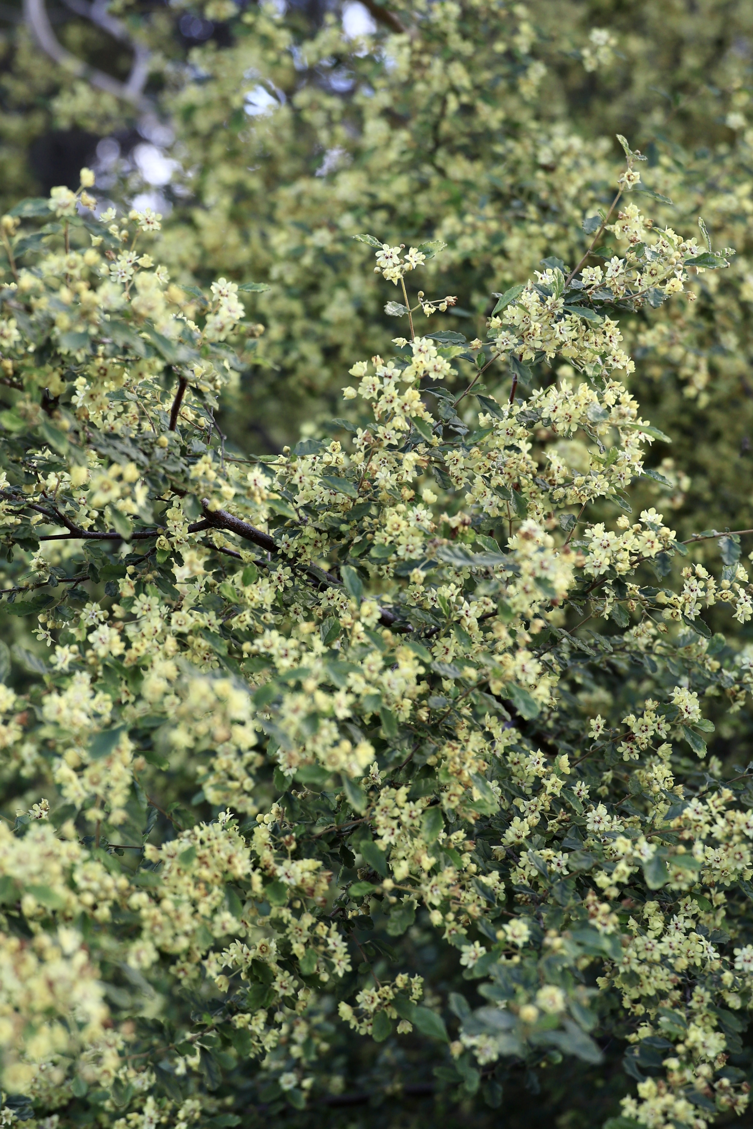 Cream-coloured flowering shrub covered in small blossoms at the Western Australian Botanic Garden in winter