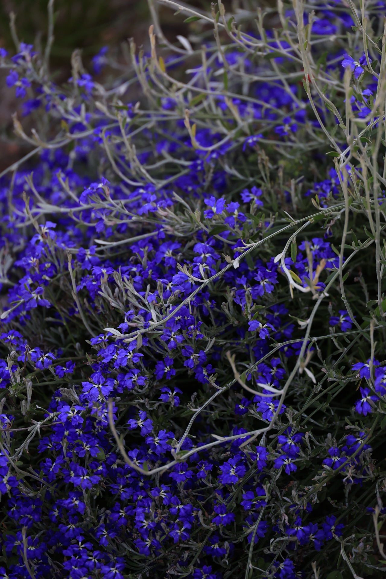 Deep blue lobelia wildflower with silver stems in the Western Australian Botanic Garden