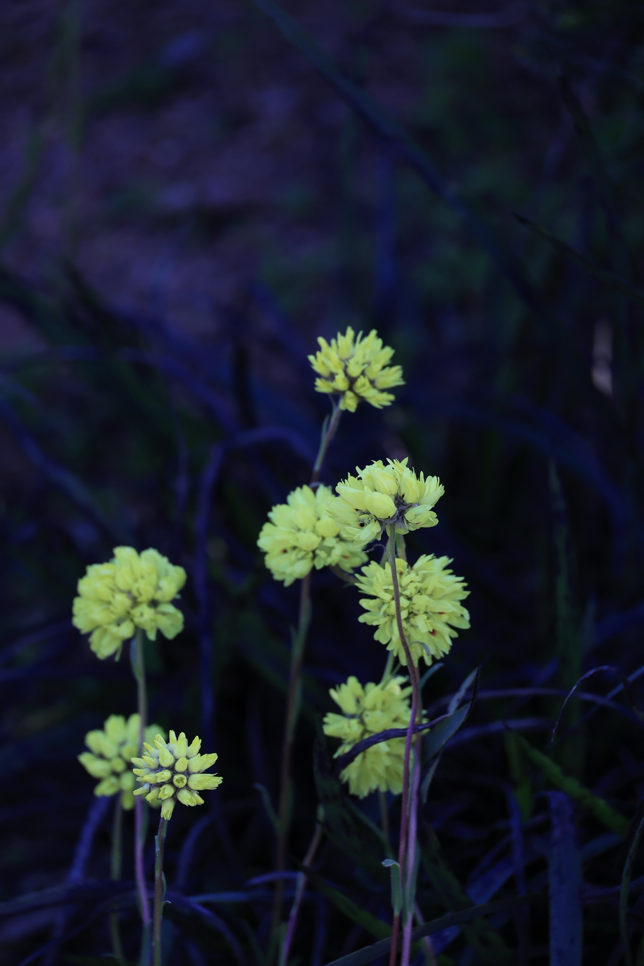 Lime green pom-pom flowers on dark background in the Western Australian Botanic Garden