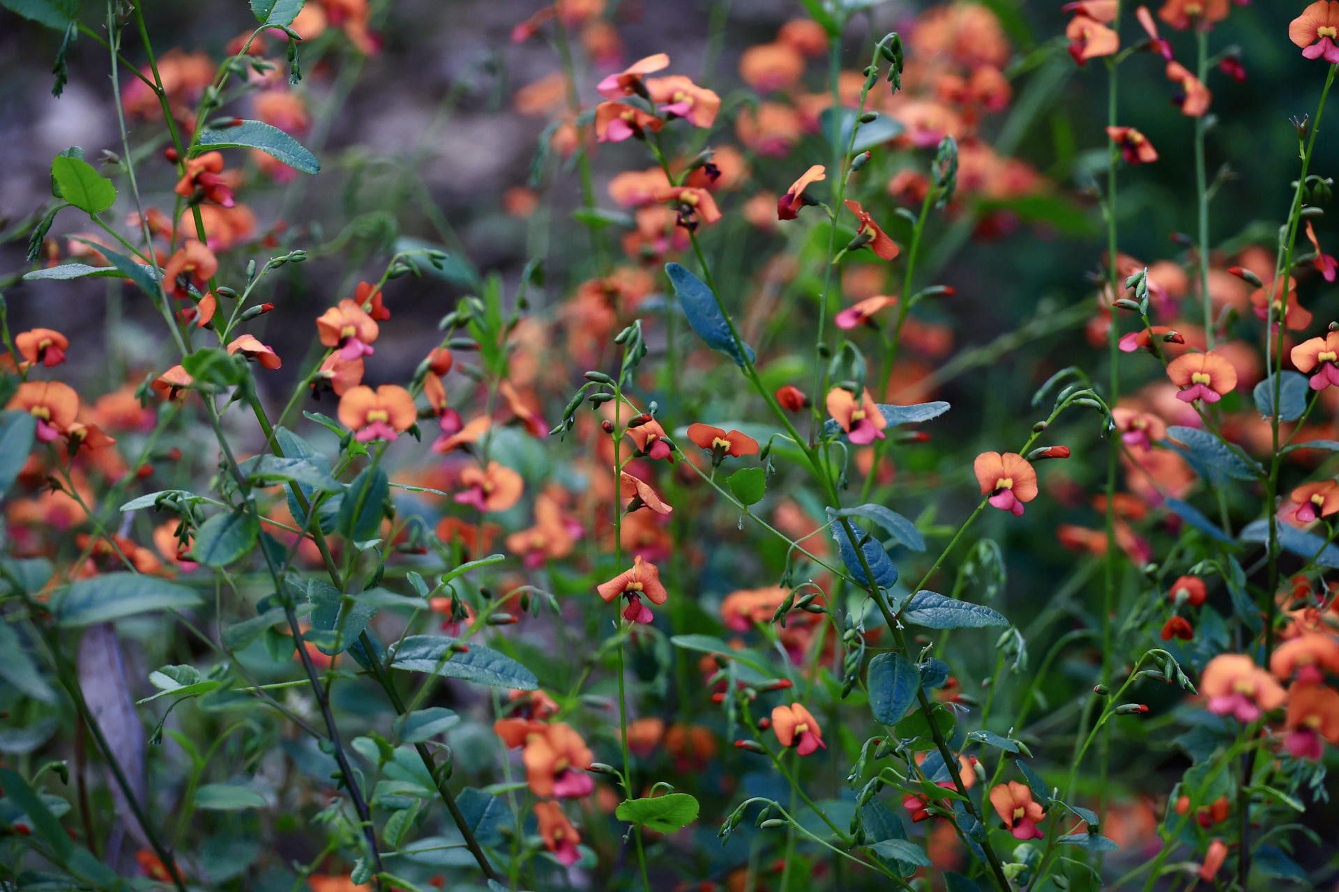 Orange and red native pea flowers in the Western Australian Botanic Garden in August