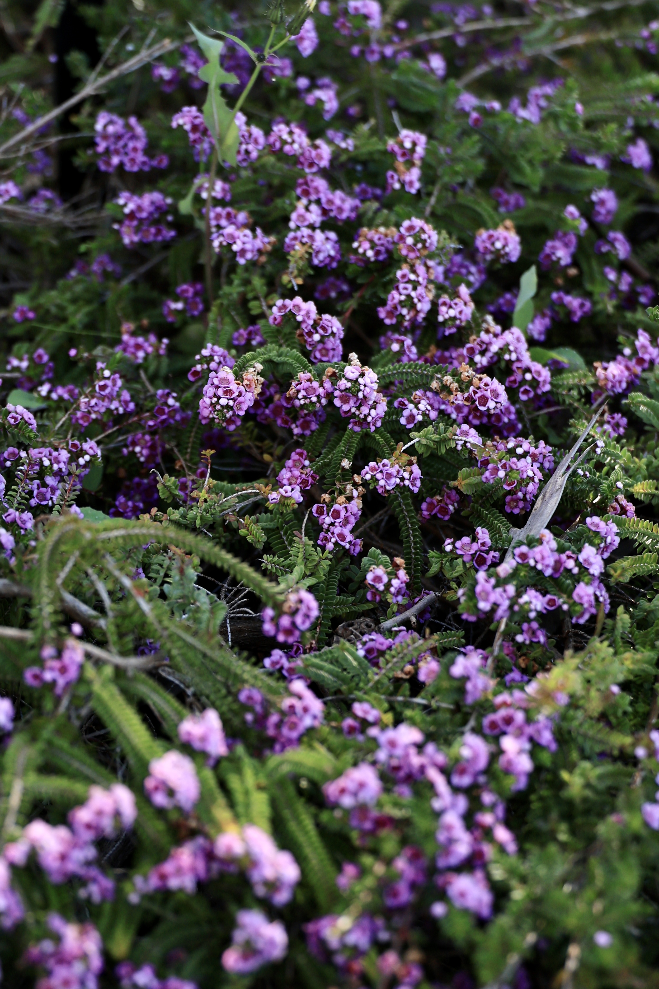 Pink and purple boronia-type groundcover in full bloom at the Western Australian Botanic Garden