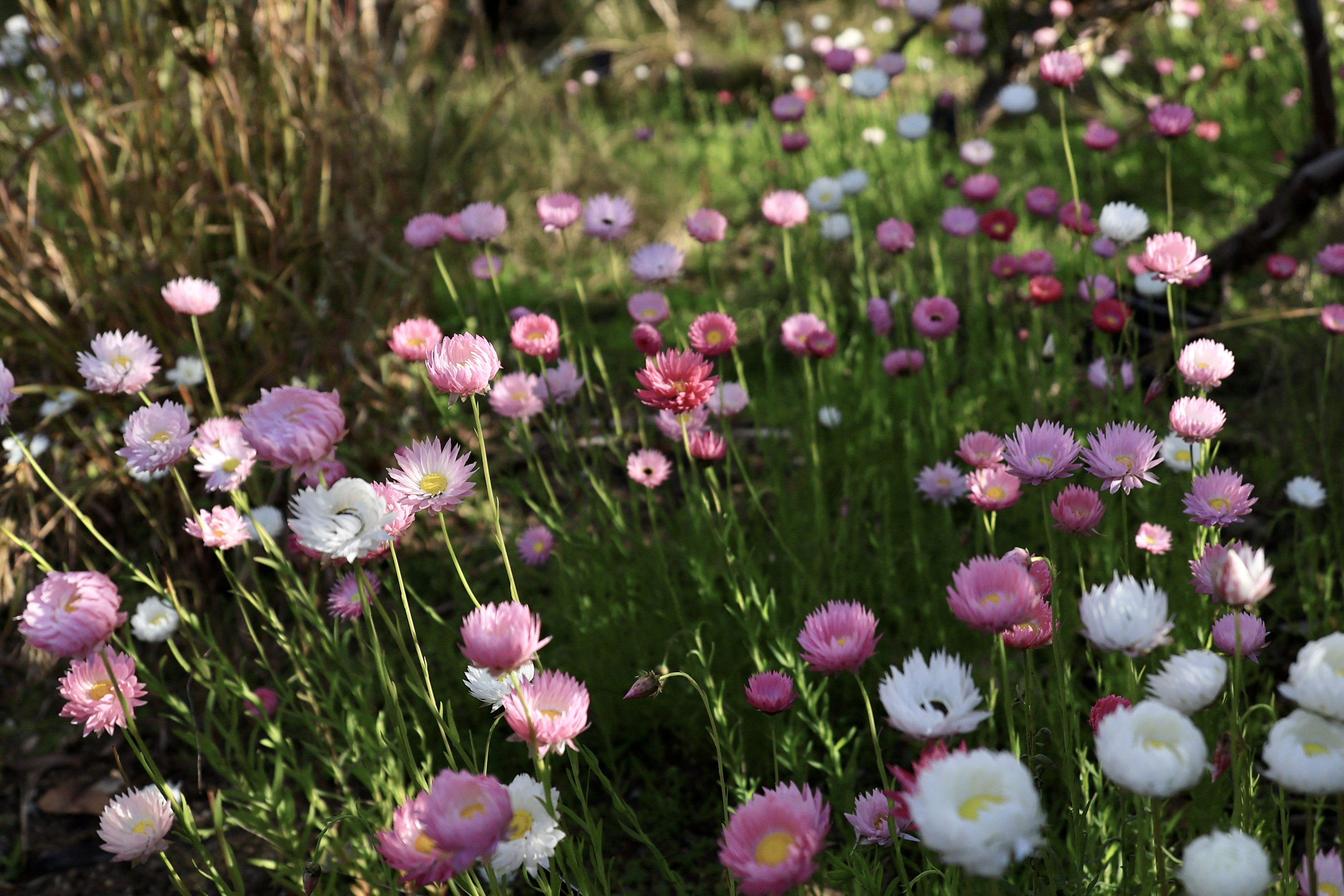 Pink and white everlasting daisies (Rhodanthe) in full bloom at the Western Australian Botanic Garden in August