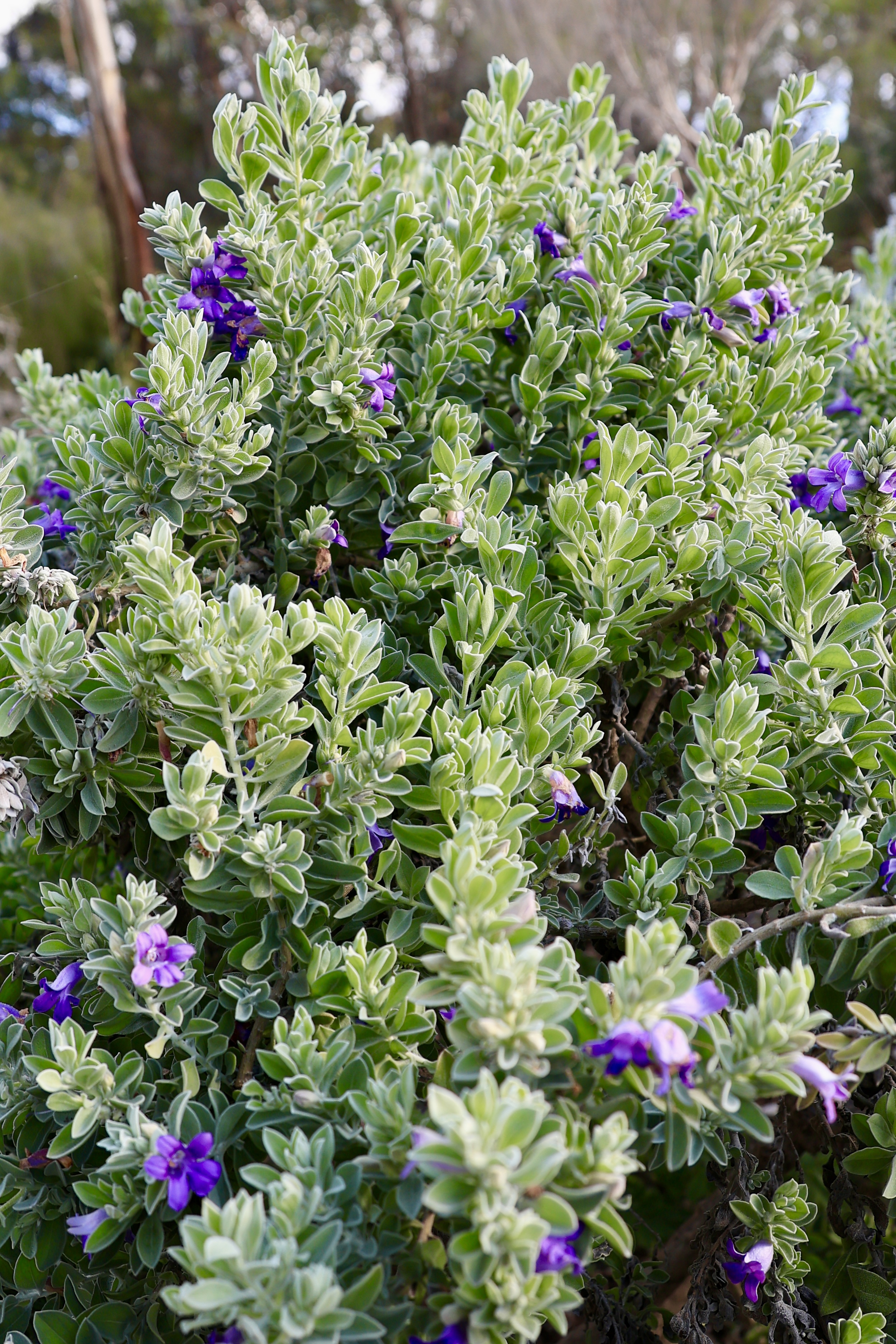 Purple-flowering eremophila shrub with silvery-green leaves in the Western Australian Botanic Garden