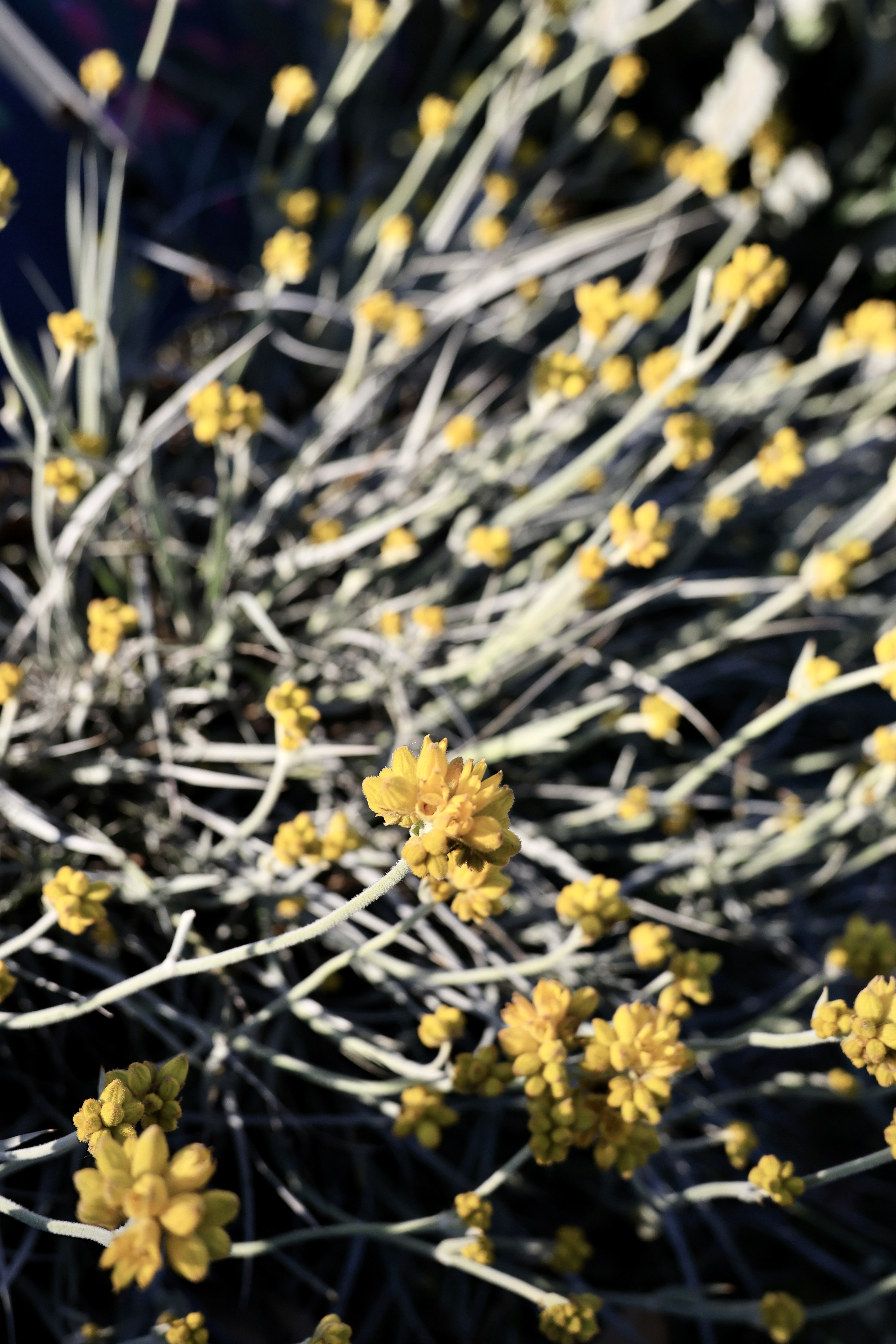 Yellow flowers on silver-white stems in the Western Australian Botanic Garden